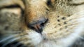 Close up of a nose of a gray striped kitten