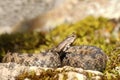 Close up of nose horned viper Royalty Free Stock Photo