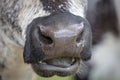 Close up of the nose and mouth of a black and white cow in regional Australia Royalty Free Stock Photo