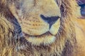 Close-up of the nose and mouth of a lion. Nose of a lion. The nose of a predator. The nose of a carnivore Royalty Free Stock Photo