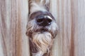 CLOSE-UP NOSE OF A SHEEP DOG BETWEEN A WOODEN FENCE INTO NEIGHBOUR`S GARDEN