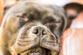 Close up of the nose of a sleeping staffordshire bull terrier do Royalty Free Stock Photo