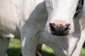 Close-up of the nose of a white cow Royalty Free Stock Photo
