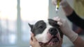 Close-up nose of young dog with female hands holding face and unrecognizable blurred veterinarian instilling ear drops