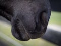 Close up of nostrils and lips of a Hannoverian horse Royalty Free Stock Photo