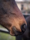 Close up of nostrils and lips of a purebred arabian horse Royalty Free Stock Photo