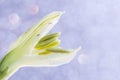 Close-up of a not fully revealed flower of alstroemeria