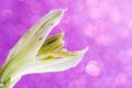 Close-up of a not fully revealed flower of alstroemeria