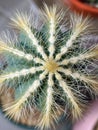 Top view of Notocactus plant Royalty Free Stock Photo