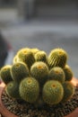 Close up notocactus leninghausii in planting pot Royalty Free Stock Photo