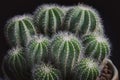 Close up notocactus magnificus with beautiful lighting