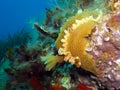 Close up of the a Nudibranc slug Hypselodoris picta Royalty Free Stock Photo