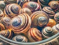 A close-up of numerous snail shells, showcasing their intricate patterns and diverse colors