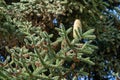Close-up of Numidian fir Abies numidica or Algerian fir branch with large green female cone.