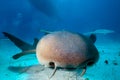 Close up of a Nurse shark.