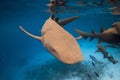 Close up of Nurse shark in tropical blue ocean