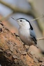 Close up of Nuthatch bird