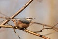 Nuthatch - Sitta europaea in the forest