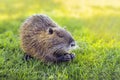 Close-up Nutria Coypu eats on green grass. Myocastor coypus