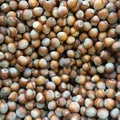Close Up of nuts hazelnuts