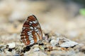 Nymphalidae butterfly