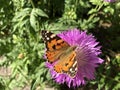 Close up Nymphalis urticae butterfly on violet flower