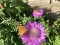 Close up Nymphalis urticae butterfly on violet flower