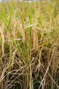Close up o brown paddy rice field ready to harvest. Royalty Free Stock Photo