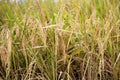 Close up o brown paddy rice field ready to harvest. Royalty Free Stock Photo