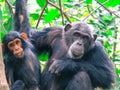 Close up o fAdult chimpanzee with her baby in Gombe National Park forest
