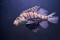 Close up o lionfish, pterois volitans Royalty Free Stock Photo