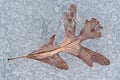 Oak Leaf Encased in Lake Ice