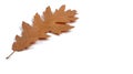 Close-up of oak leaf isolated on a white background. with copy space for your own text Royalty Free Stock Photo