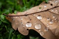 Close-up of oak leave in autumn. Water drops glisten on the leaf Royalty Free Stock Photo