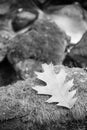 Close up on oak maple tree leas maying on rock by flowing river in black and white Royalty Free Stock Photo
