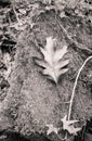 Close up on oak maple tree leas maying on rock by flowing river in black and white Royalty Free Stock Photo