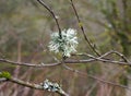 Close up of oak moss lichen growing on a twig in woodland Royalty Free Stock Photo