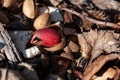 A sprouting acorn changing color to red Royalty Free Stock Photo