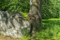 Close up of an oak tree growing up on a rock as there is no more room for it Royalty Free Stock Photo