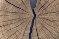 Close up of oak tree growth rings with cracks filled with resin. Cross-section of the tree trunk for background Royalty Free Stock Photo