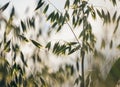 Oat field in Poland Royalty Free Stock Photo