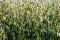 Close up of oat plants, also called Avena sativa or Hafer Royalty Free Stock Photo