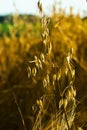 Close-up of oats in the field. selective focus Royalty Free Stock Photo