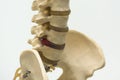 Close-up view of lumbar vertebra model Royalty Free Stock Photo