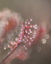 Close up of  Oblong-leaved Sundew Royalty Free Stock Photo