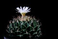 Close up Obregonia denegrii or Artichoke Cactus with whtie flower blooming