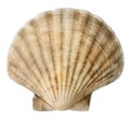 Close up of ocean shell Royalty Free Stock Photo