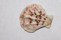 Close up of ocean shell on white background Royalty Free Stock Photo