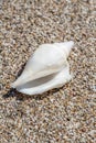 Close up of ocean white shell on the sand background Royalty Free Stock Photo