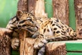 Close-up of an Ocelot - Leopardus pardalis - on a branch. The wild cat staring away from the camera